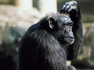 chimp wondering what to do