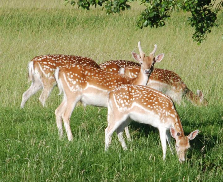 British Mammals 1 Picture Identity Quiz for Hare, Deer ...