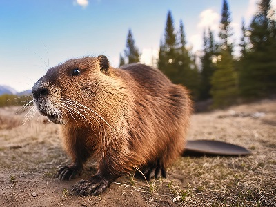 Beaver Scouts Overview Quiz - Test Your Beavers Knowledge