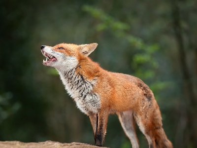 Scout Quiz - British Wildlife And Nature  