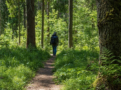 Rangers Overview Quiz - Test Your Guiding Knowledge