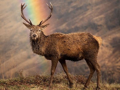 Rainbow Quiz - British Wildlife