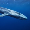 Blue Whale Swimming In The Deep Ocean