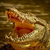 Crocodile With Jaws Open