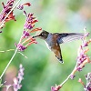 Hummingbird Feeding Off Flower