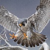 Peregrine Falcon Landing