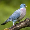 Wood Pigeon Perched On A Branch