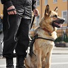 German Shepherd Police Dog Sat Next To Police Officer