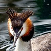 Great Crested Grebe Floating On Water