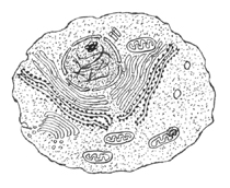 GCSE cell structure - including nucleus, cytoplasm, mitochondria