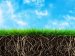 Unit 1 - Auxin and Plant Growth