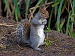 Squirrel Scouts Overview Quiz - Test Your Squirrels Knowledge